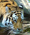 Aalborg Zoo Aalborg Zoo