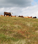 Nationalpark Mols Bjerge